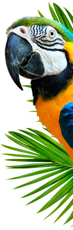 Periquito do Hotel Vila Germânica