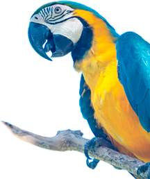 Arara feliz | 